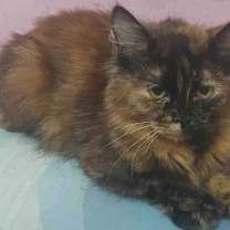 Thumbnail photo of Amar #4