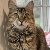 Thumbnail photo of Bochy #1