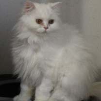 Thumbnail photo of Lara #3