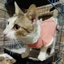 Thumbnail photo of Labubu #1