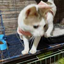 Thumbnail photo of Labubu #2