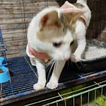 Thumbnail photo of Labubu #3