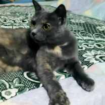 Thumbnail photo of Perry #2