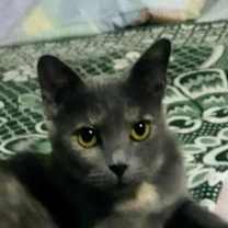 Thumbnail photo of Perry #3