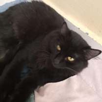 Thumbnail photo of Mickey and Mika #1