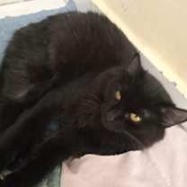 Thumbnail photo of Mickey and Mika #2