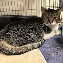 Thumbnail photo of Denim #2