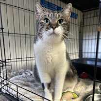 Thumbnail photo of Denim #3