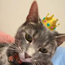 Thumbnail photo of Honey #1