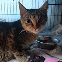 Thumbnail photo of Twinkie #2