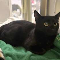 Thumbnail photo of Chalupa #1