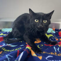 Thumbnail photo of Chalupa #3