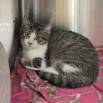 Thumbnail photo of Boba #1