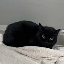 Thumbnail photo of Fortune #2