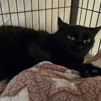 Thumbnail photo of Fortune #3