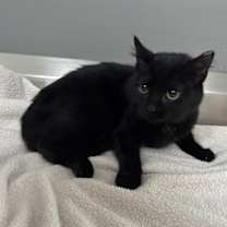 Thumbnail photo of Rune #1