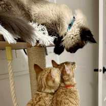 Thumbnail photo of Tango bonded pair with Foxtrot #4