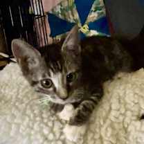 Thumbnail photo of SG - Chip #1