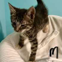 Thumbnail photo of SG - Chip #2