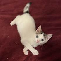 Thumbnail photo of Caspian #1