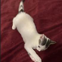 Thumbnail photo of Caspian #2