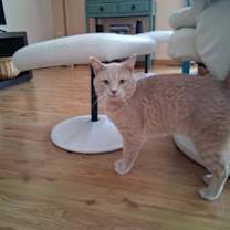 Thumbnail photo of TOBY #3