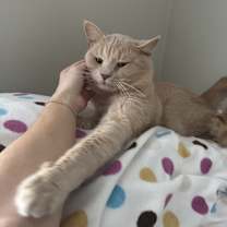 Thumbnail photo of TOBY #4