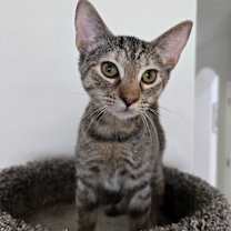 Thumbnail photo of Sister Mary Thomas #1