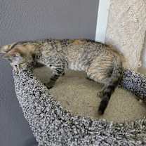 Thumbnail photo of Sister Mary Thomas #3