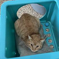 Thumbnail photo of Sherbert #2