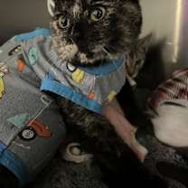 Thumbnail photo of Stiletto #1