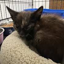 Thumbnail photo of Stiletto #2