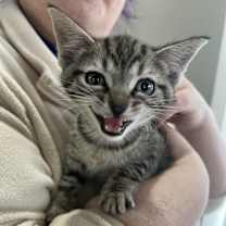 Thumbnail photo of BOURBON - i have a sibling named Boots #1