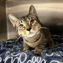 Thumbnail photo of Whisker #1