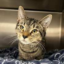 Thumbnail photo of Whisker #2