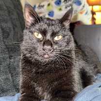 Thumbnail photo of Luna #2