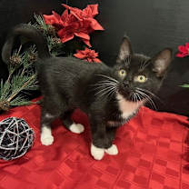 Thumbnail photo of Cessna #3