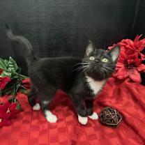 Thumbnail photo of Cessna #4