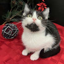 Thumbnail photo of Kittyhawk #1