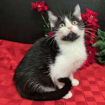 Thumbnail photo of Kittyhawk #4