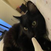 Thumbnail photo of Black Velvet #2