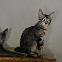 Thumbnail photo of Shy Guy Iturbe #2