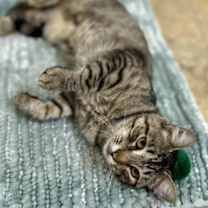 Thumbnail photo of Lily Amigo #1