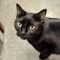 Thumbnail photo of Nova Juno Casper #1