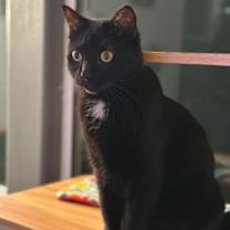 Thumbnail photo of Nova Juno Casper #2