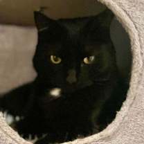 Thumbnail photo of Nova Juno Casper #3