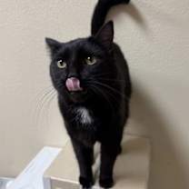 Thumbnail photo of Nova Juno Casper #4