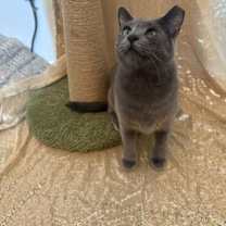 Thumbnail photo of Helena Ravenclaw #1