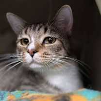 Thumbnail photo of Micki Meowmura #1