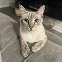 Thumbnail photo of Lune #4